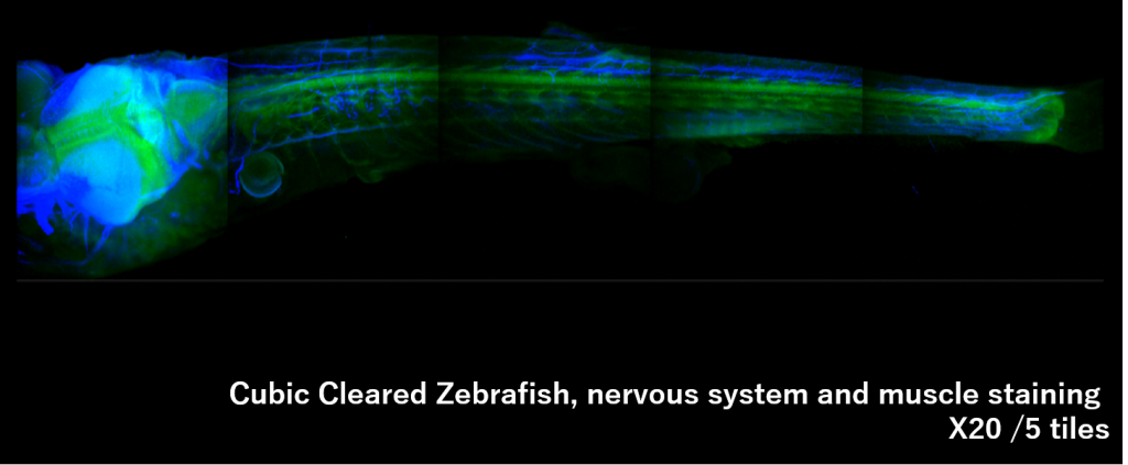 zebrafishx20