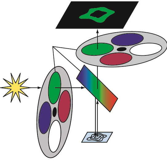 Sedat蛍光フィルターセット