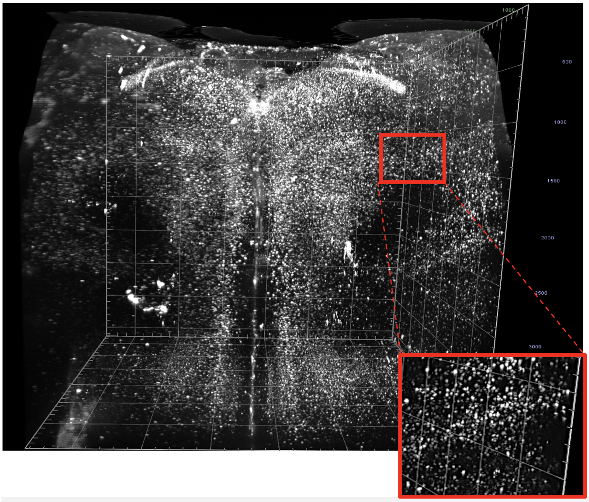 ライトシート顕微鏡システム Alpha3の特長画像小1-2