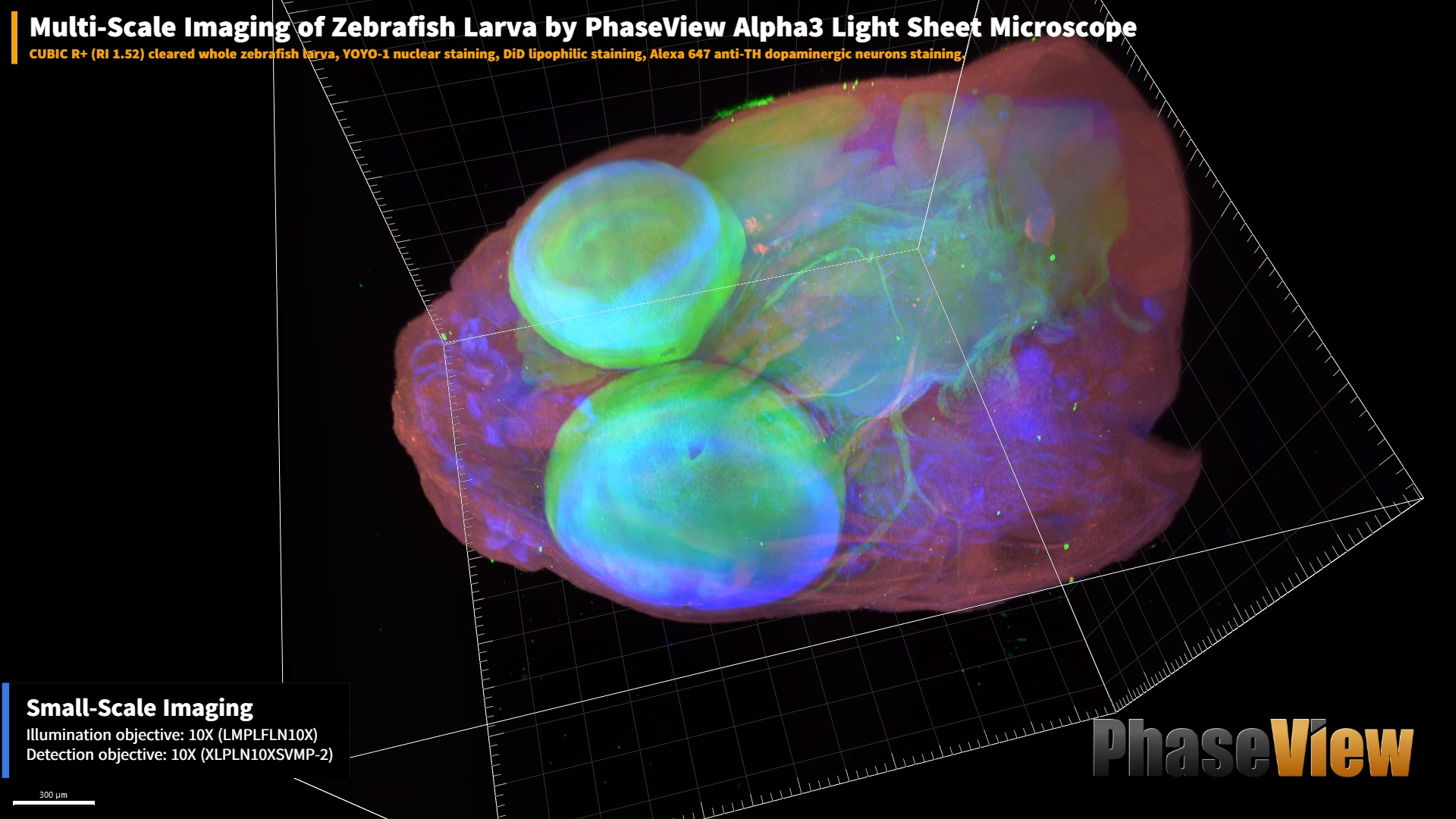 ライトシート顕微鏡システム Alpha3の用途画像小1-1