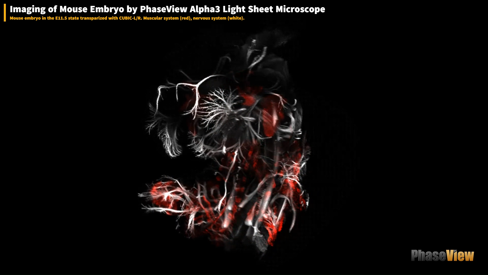 "ライトシート顕微鏡システム Alpha3の用途画像小1-2