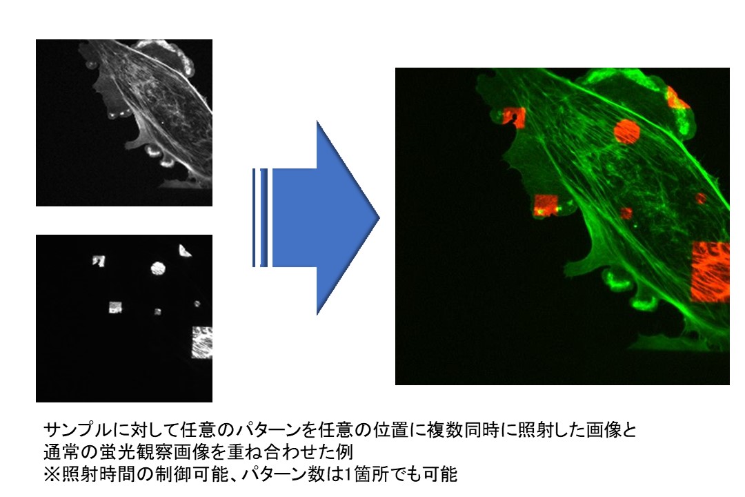 LEOPARD（レパード） 2の特長画像小1-1