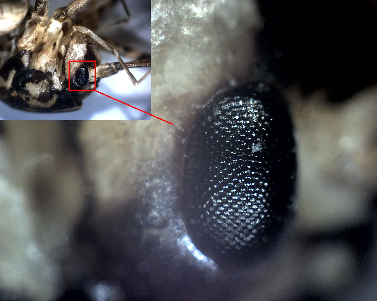 ミニHDスコープの用途画像小1-1